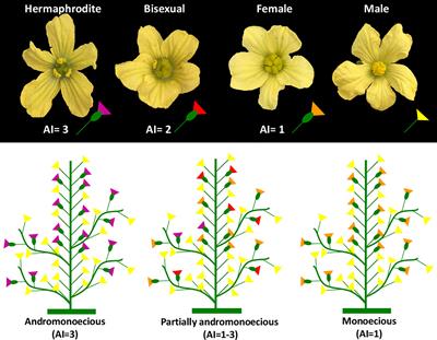 Mapping a Partial Andro<mark class="highlighted">monoecy</mark> Locus in Citrullus lanatus Using BSA-Seq and GWAS Approaches